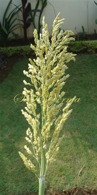  Panicle